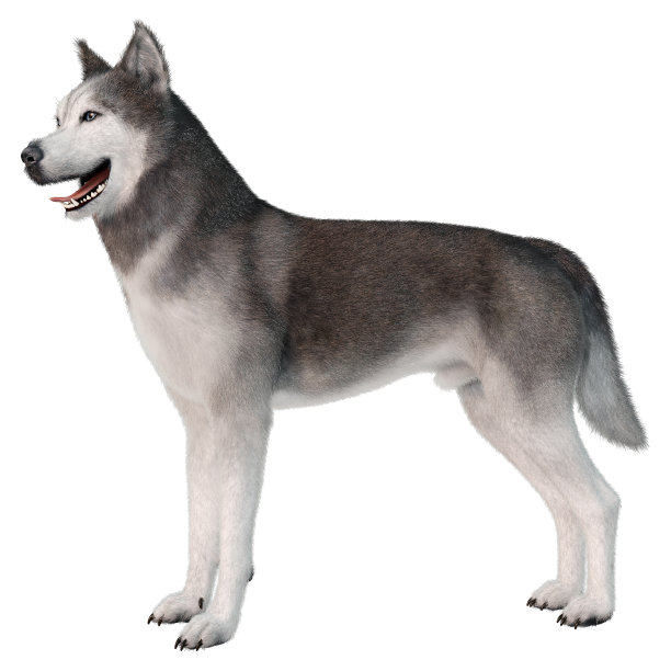 3D插图西伯利亚哈士奇狗在白色图片下载