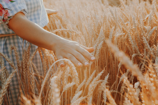 惊人的景色与女人他背对着观众在麦田里用手触摸在夕阳下的尖刺。金色的麦田。手里拿着麦穗。收获的概念。手上的小穗的图像。图片下载