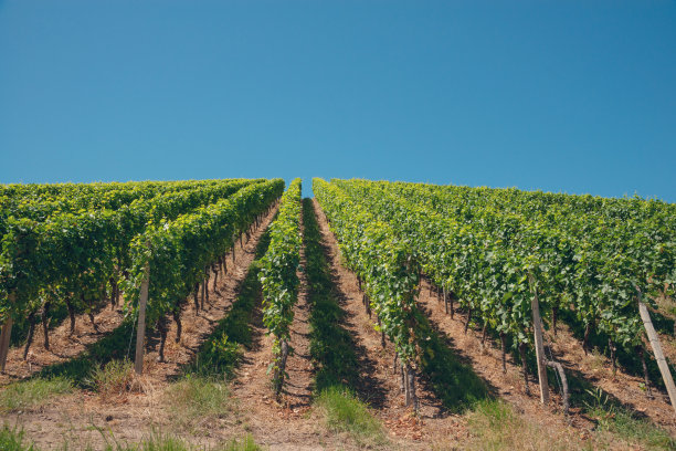 葡萄树在秋天图片下载