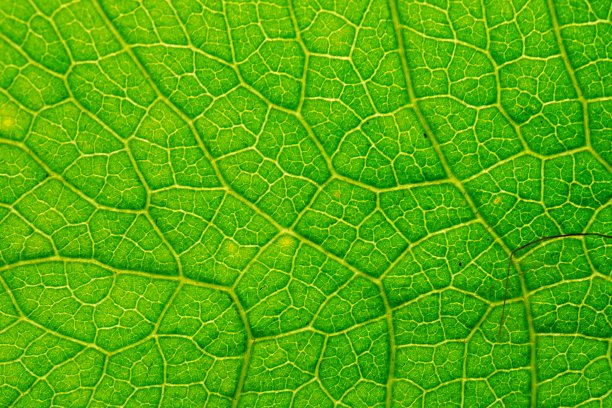 大自然中的绿叶概念图片下载