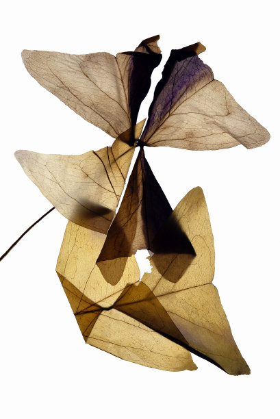 红色三叶草，粉红色叶子，干压图片下载