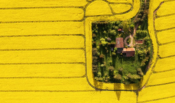 鸟瞰农场中间的油菜籽图片下载