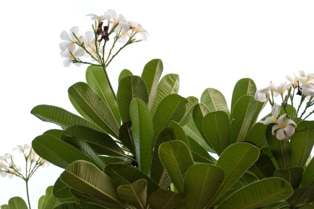 热带鸡蛋花(鸡蛋花)黄色和白色的丝绸花，孤立在白色的背景图片下载