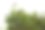 热带鸡蛋花(鸡蛋花)黄色和白色的丝绸花，孤立在白色的背景图片下载