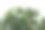 热带鸡蛋花(鸡蛋花)黄色和白色的丝绸花，孤立在白色的背景图片下载