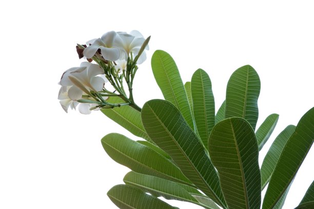 热带鸡蛋花(鸡蛋花)黄色和白色的丝绸花，孤立在白色的背景图片下载