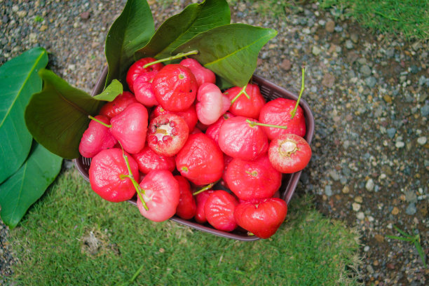 新鲜采摘的玫瑰苹果放在篮子里出售。也被称为jambu air Merah (Syzygium aquum)， jambu Semarang (Syzygium samarangense)， jambu Bol或马来苹果(Syzygium malaccense)。亚洲，印度尼西亚，苹果，热带水果库存照片。图片下载