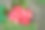 新鲜采摘的玫瑰苹果放在篮子里出售。也被称为jambu air Merah (Syzygium aquum)， jambu Semarang (Syzygium samarangense)， jambu Bol或马来苹果(Syzygium malaccense)。亚洲，印度尼西亚，苹果，热带水果库存照片。图片下载