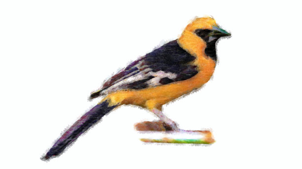 织布鸟水彩画。绘制插图孤立在白色背景。图片下载