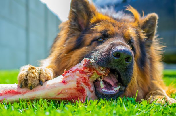 一只德国牧羊犬正在吃草里的一根大骨头图片下载