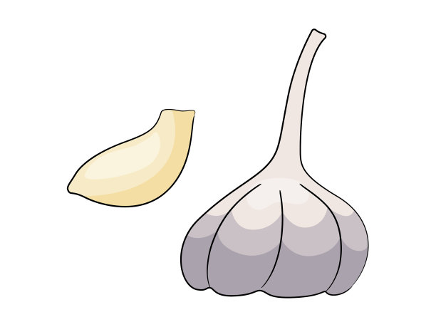 白色背景上的大蒜图片下载