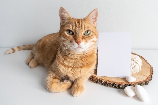 姜猫乡村模拟明信片。垂直卡与鹅卵石和木材切割在白色桌子的背景模型。可爱的宠物动物与空间为您的图像或文本。用于流苏和手工艺品设计图片下载