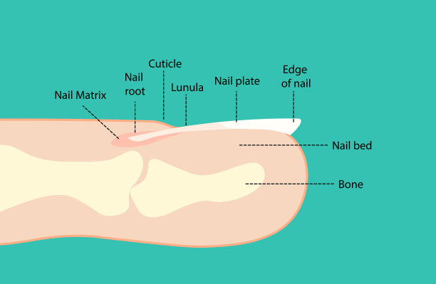指甲解剖学。手指侧面。图片下载