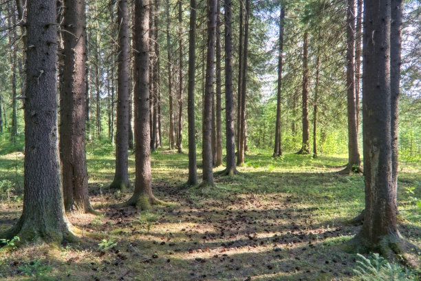 森林景观。针叶林中的冷杉。夏日阳光明媚的野外。图片下载