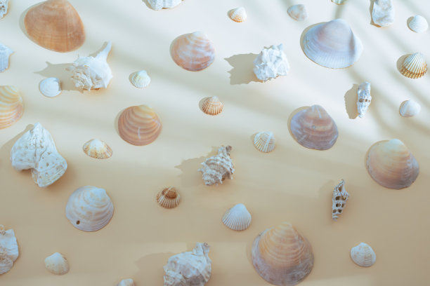 最小的夏天的概念。夏天的贝壳图案。平躺，沙色背景上有白色的阴影。图片下载