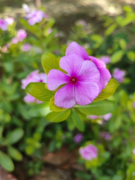 长春花图片下载