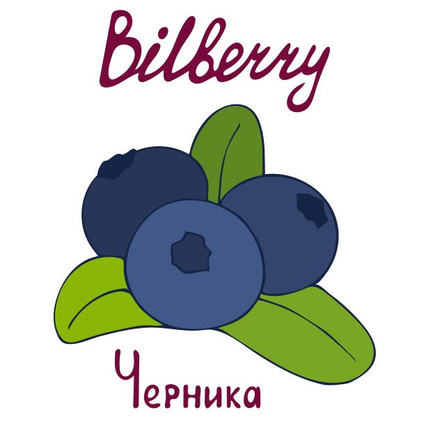 多汁的蓝莓叶。健康的食品。矢量手绘平面孤立的插图。手写的字母为您的设计。图片下载