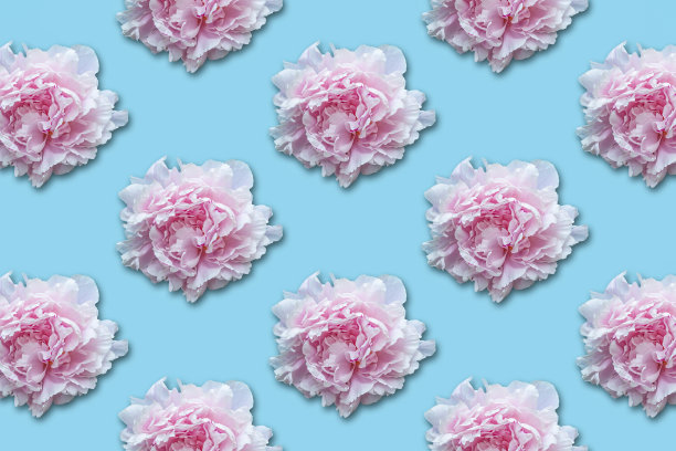 粉红色牡丹花图案在蓝色的背景。图片下载