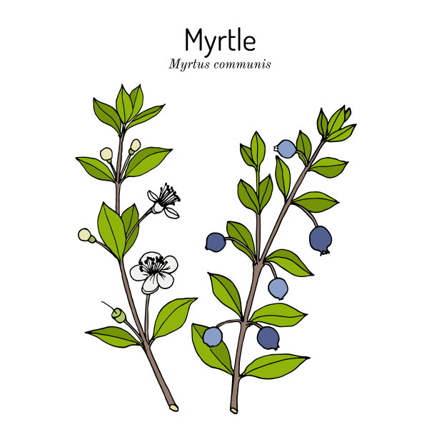 紫薇属药用植物图片下载