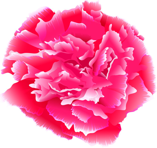 一朵粉红色的康乃馨花，花蕾孤立开图片下载