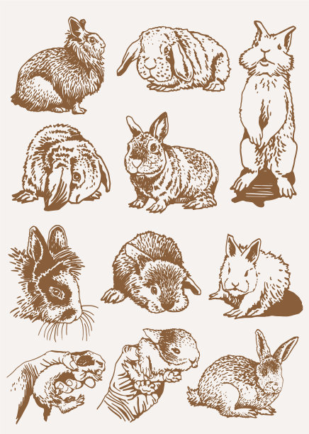 图形复古设置兔子的深褐色图片下载