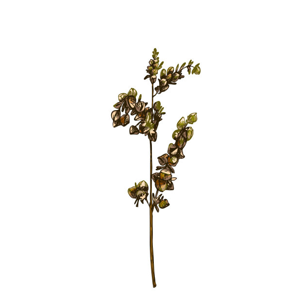 穗色荞麦和谷粒陈年图片下载