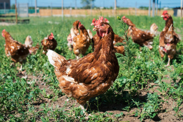 放养养鸡场在村庄的户外。草丛中一群鸡从鸡笼里出来图片下载