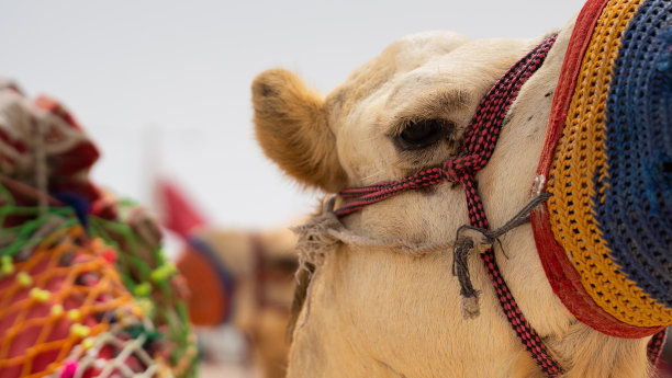 卡塔尔海滩上装饰传统服饰的骆驼图片下载