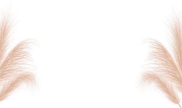 干燥的天然潘帕斯草花卉装饰图片下载