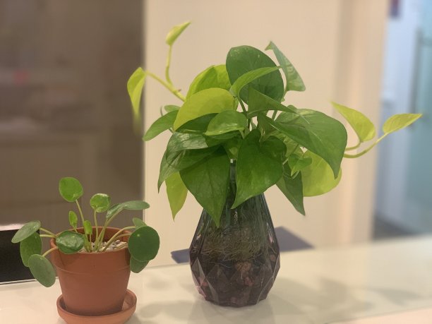 钱的植物图片下载