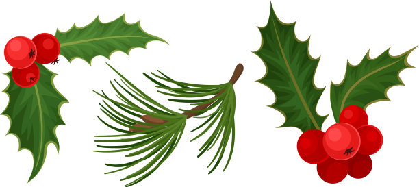 有红浆果和树针的冬青枝条图片下载