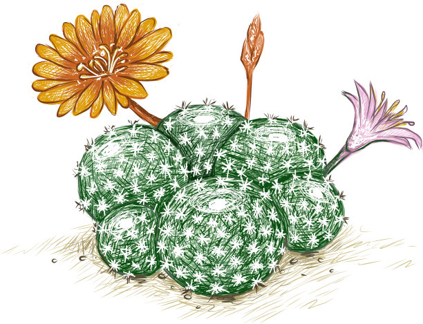 手画仙人掌与花图片下载