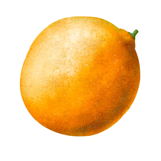 柑桔，孤立在白色背景，股票插图设计和装饰，打印，剪贴画，贴纸图片下载