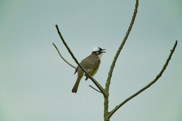 一只发光的白头到老站在树枝上唧唧喳喳。图片下载