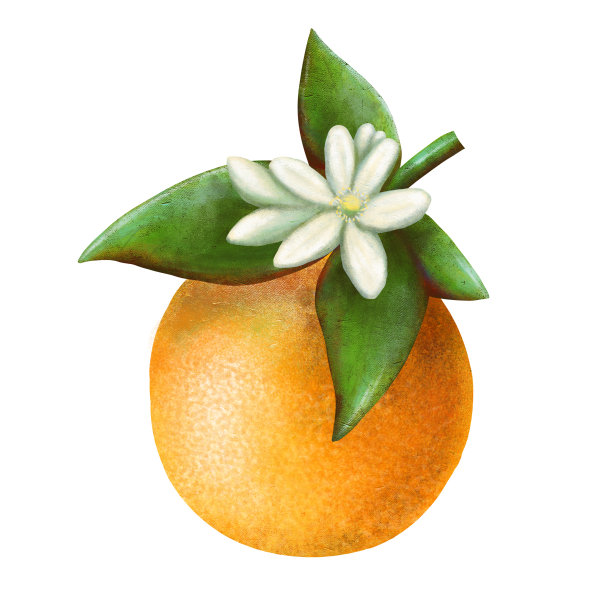 柑桔，与绿色的叶子和花孤立在白色的背景，股票插图设计和装饰，打印，剪贴画，贴纸图片下载