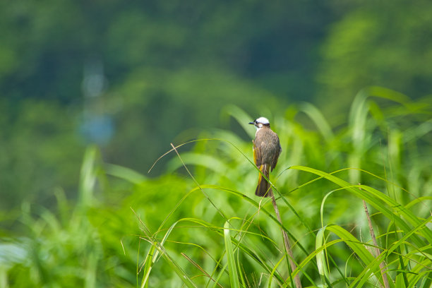 那只放光的白头翁正站在草地上。图片下载