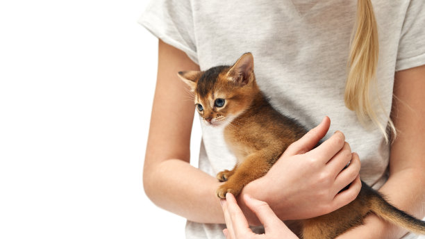 女孩抚摸着她的姜黄色小猫图片下载