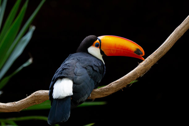 美丽多彩的巨嘴鸟在树上。图片下载