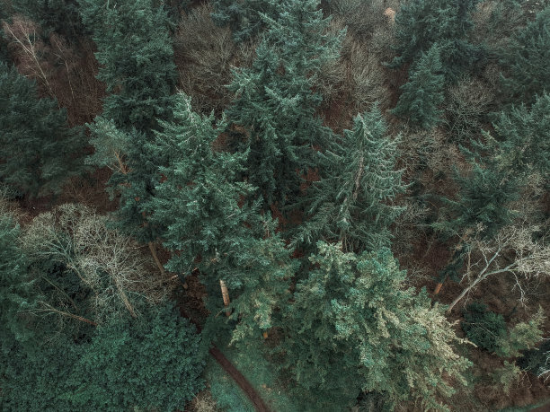 上面的松树图片下载