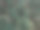 上面的松树图片下载