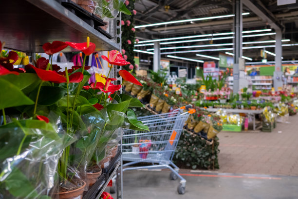 在花园商店的架子上选择盆栽红掌花。图片下载