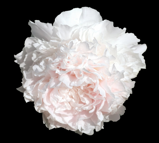 花的背景。牡丹花孤立在黑色图片下载