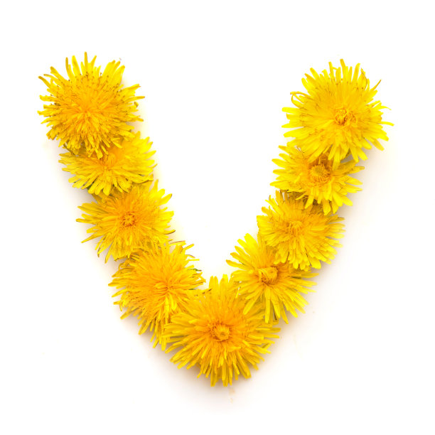 黄色蒲公英的字母V图片下载