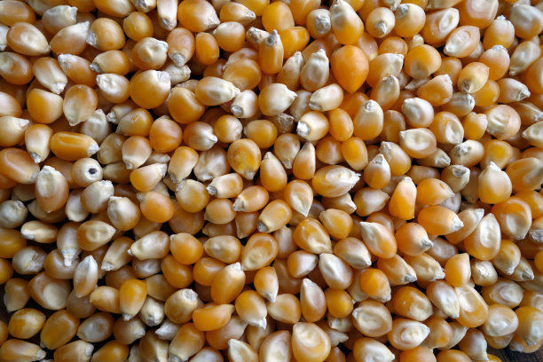 玉米种子特写图片下载