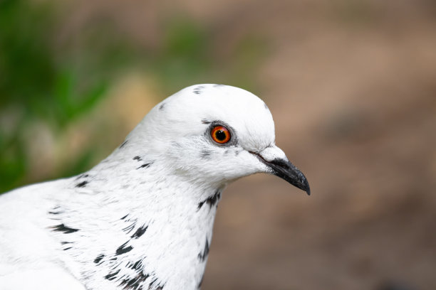 鸽属。一幅白色或彩色鸽子的大画像，眼睛是明亮的橙色。这是一张动物的侧面照片。一个严重模糊的背景。图片下载