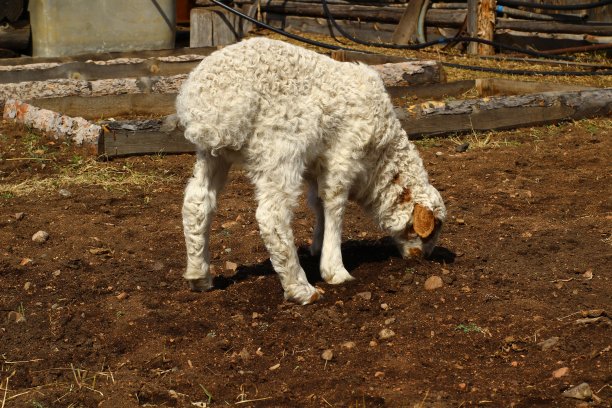 可爱的新生小羊羔被隔离在农田里图片下载