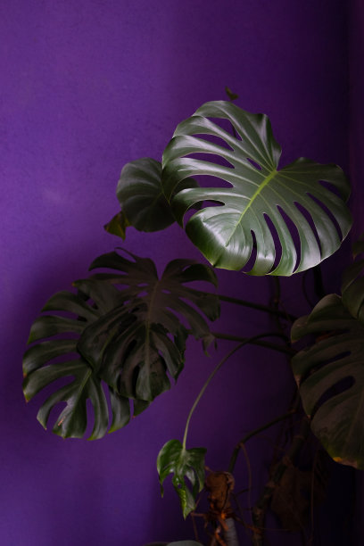 特写，怪物植物在深紫色的背景。花在房子的内部图片下载