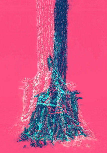 一棵树的照片图片下载