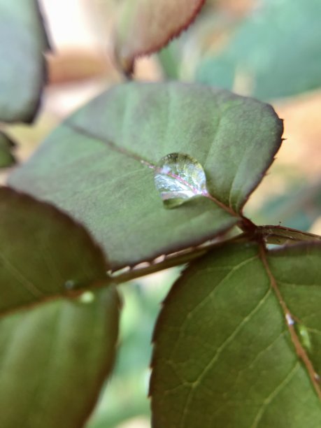 小世界图片下载