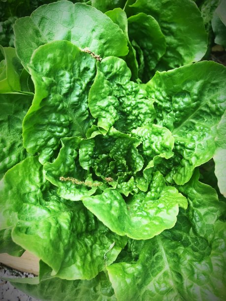 近距离长叶莴苣叶植物图片下载
